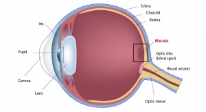 Image of the macula of the eye